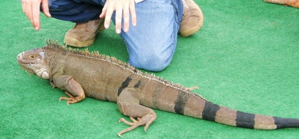 adult green iguana